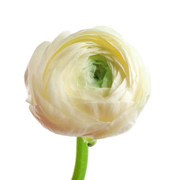 Vackra ranunculus blomma på vit bakgrund — Stockfoto