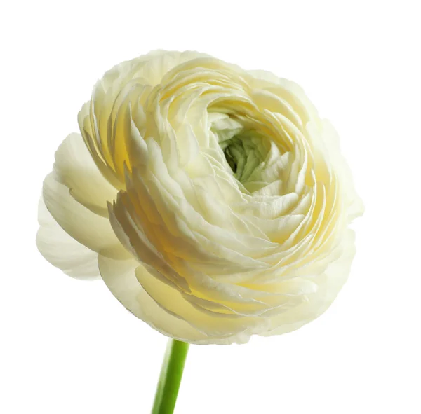 Vackra ranunculus blomma på vit bakgrund — Stockfoto