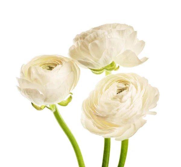 Vackra ranunculus blommor på vit bakgrund — Stockfoto