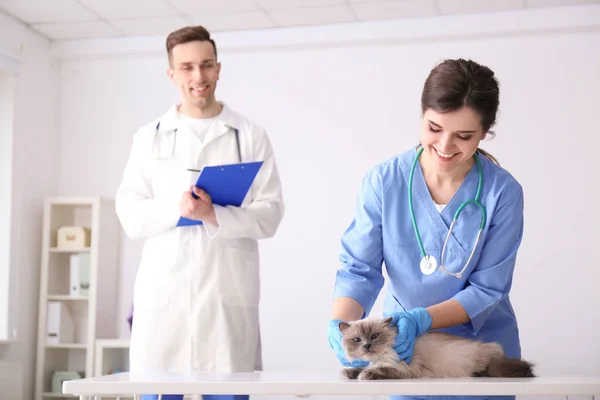 Unga veterinärer att undersöka katten i kliniken — Stockfoto