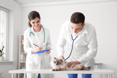Genç veteriner Kliniği içinde kedi incelenmesi