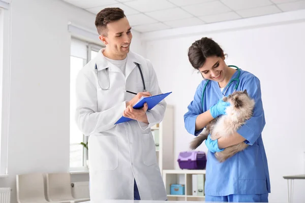 Unga veterinärer att undersöka katten i kliniken — Stockfoto