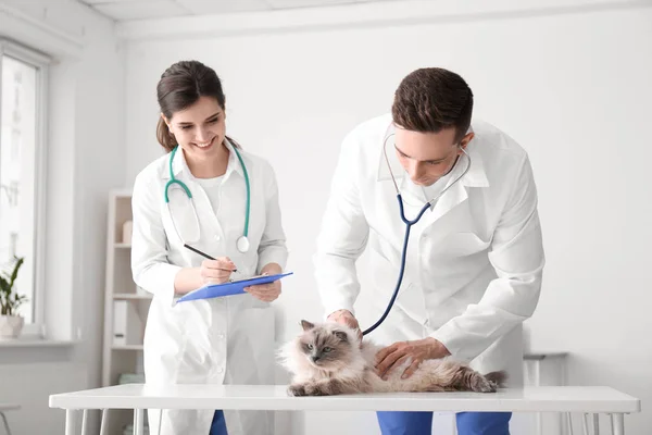 Genç veteriner Kliniği içinde kedi incelenmesi — Stok fotoğraf