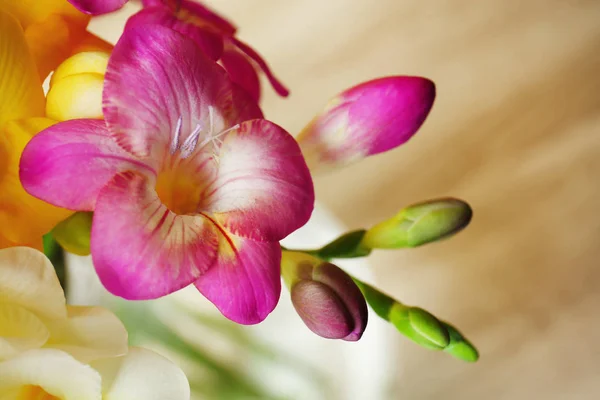 Красиві квіти фрезії на розмитому фоні, крупним планом — стокове фото
