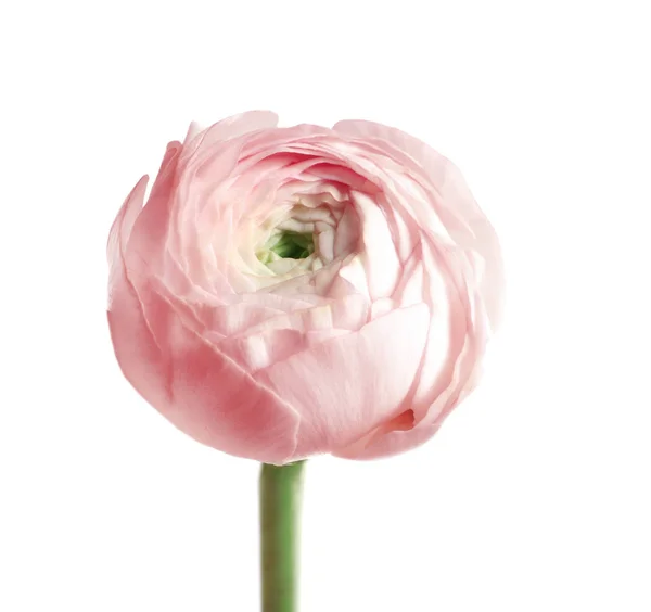 Vackra ranunculus blomma på vit bakgrund — Stockfoto