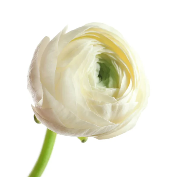 白い背景の上の美しいラナンキュラスの花 — ストック写真