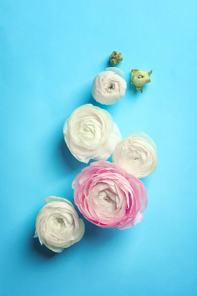 Hermosas flores ranunculus en el fondo de color, plano laico — Foto de Stock