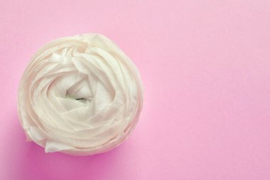 Güzel Düğünçiçeği çiçek renk arka plan üzerinde