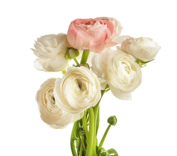 Belles fleurs de ranunculus sur fond blanc — Photo