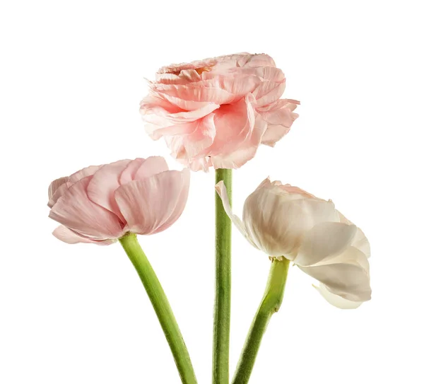Vackra ranunculus blommor på vit bakgrund — Stockfoto