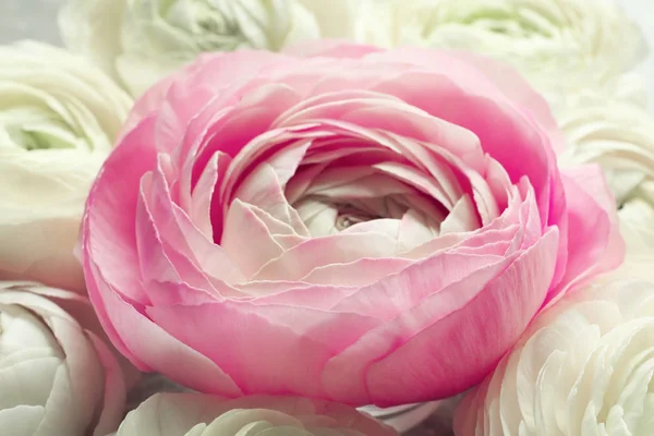 Belle fleur de ranunculus rose, gros plan — Photo