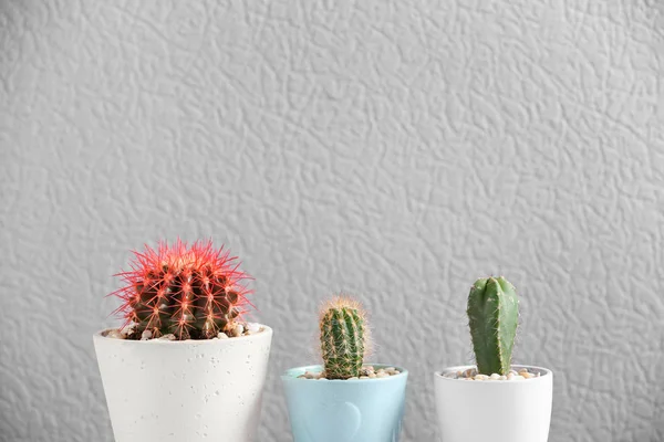 Indah kaktus dalam pot pada latar belakang warna — Stok Foto