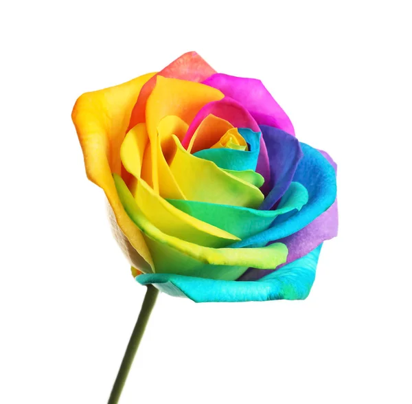 Amazing rainbow rose flower on white background