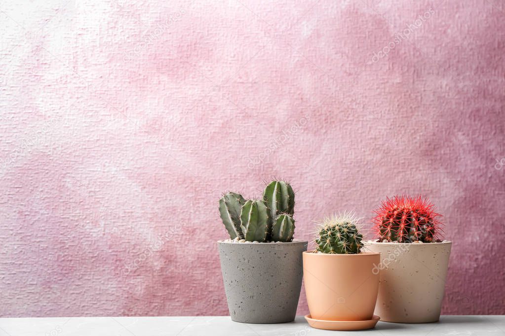 Beautiful cacti on color background