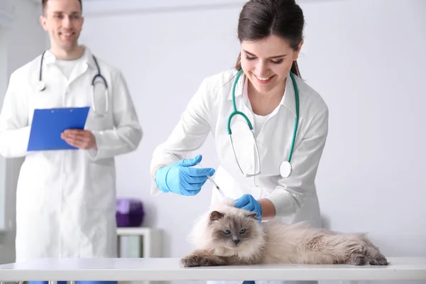 Unga veterinärer ge injektion till katt i klinik — Stockfoto
