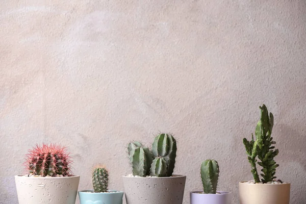 Hermosos cactus en macetas sobre fondo claro — Foto de Stock