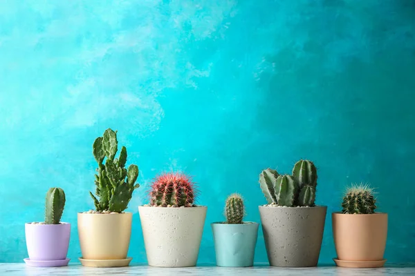 Indah kaktus dalam pot di atas meja terhadap latar belakang warna — Stok Foto