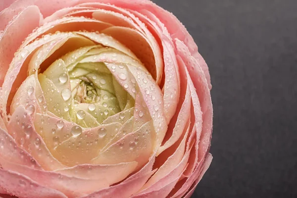 Indah ranunculus bunga, closeup — Stok Foto