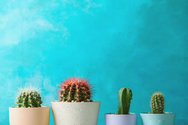 Piękne kaktusy w doniczkach na kolor tła — Zdjęcie stockowe