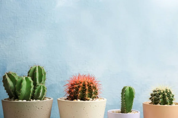 Piękne kaktusy na kolor tła — Zdjęcie stockowe