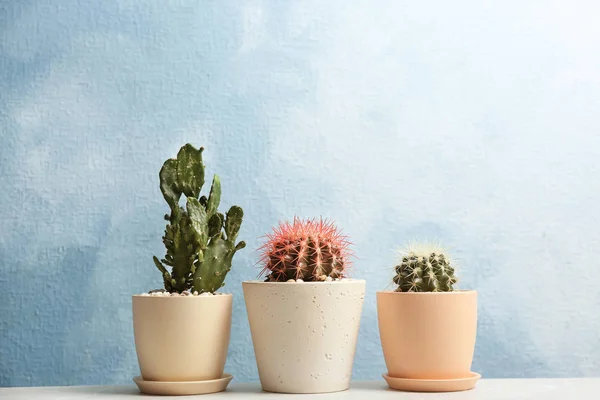 Piękne kaktusy na kolor tła — Zdjęcie stockowe