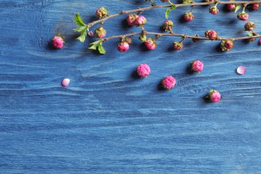 Ahşap arka planda çiçek açan güzel dallar.