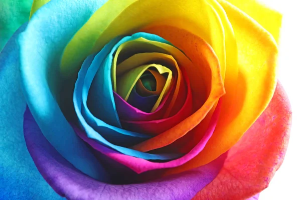 Incroyable fleur de rose arc-en-ciel, gros plan — Photo