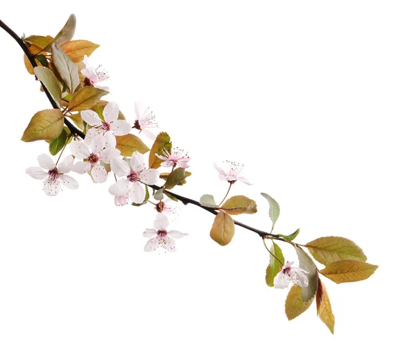 Schöne blühende Zweig auf weißem Hintergrund — Stockfoto