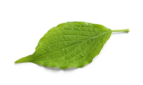 Grünes Blatt mit Tau auf weißem Hintergrund — Stockfoto