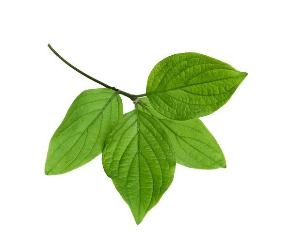 흰색 바탕에 녹색 잎 지점 — 스톡 사진