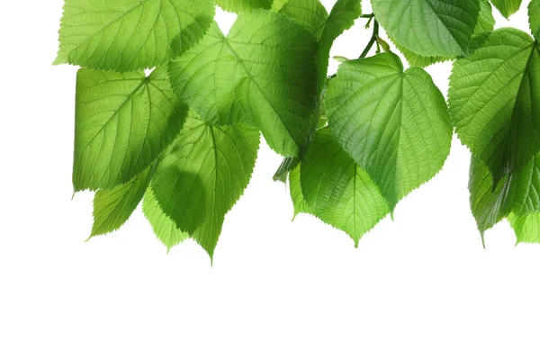 Bella primavera foglie verdi su sfondo bianco — Foto Stock