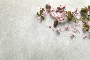 Gri arka plan üzerinde güzel çiçek şube