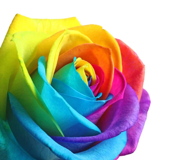 Niesamowite rainbow rose kwiat na białym tle — Zdjęcie stockowe