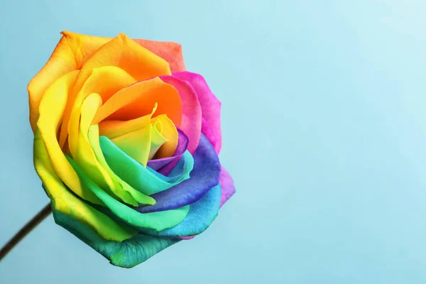 素晴らしい虹色の背景上の花のバラ — ストック写真