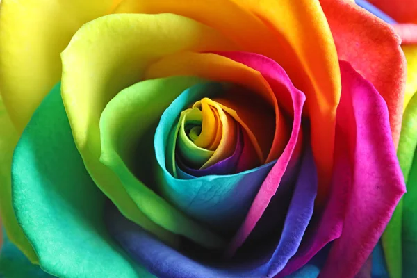 Increíble flor de rosa arco iris como fondo —  Fotos de Stock