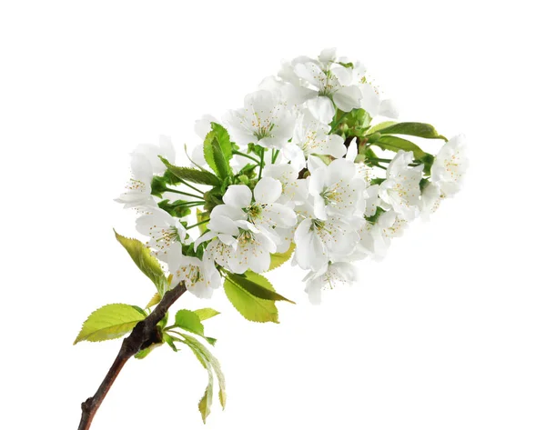 Ramo florescente bonita no fundo branco — Fotografia de Stock