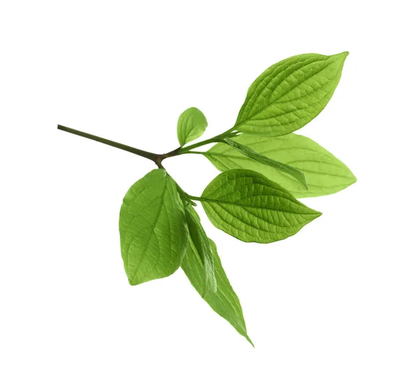 Ramo com folhas verdes no fundo branco — Fotografia de Stock