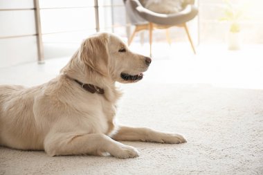 Sevimli köpek evde halı üzerinde yalan