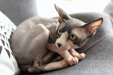 Sphynx kedi evde koltukta dinleniyor