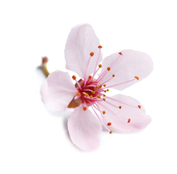 흰색 바탕에 꽃이 만발한 아름 다운 — 스톡 사진