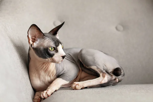 Sphynx-Katze ruht zu Hause auf Sofa — Stockfoto