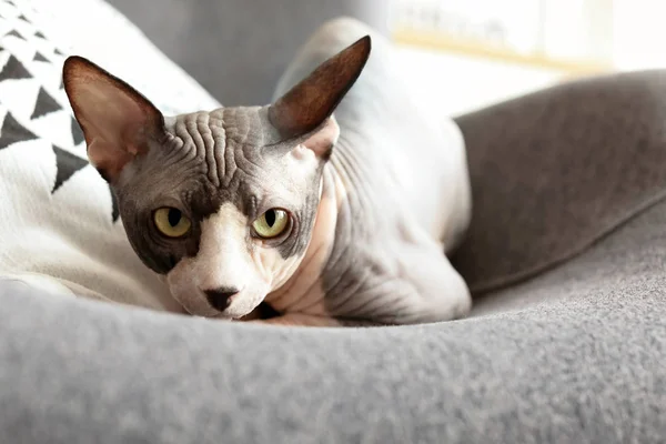 Сфинкс кошка отдыхает на кресле дома — стоковое фото