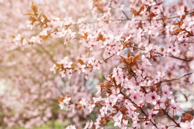 Şu yeni gelişen ağaç bahar, portre