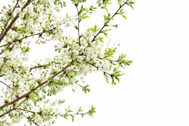 Ağaç bahar gününde güzel çiçekleri ile