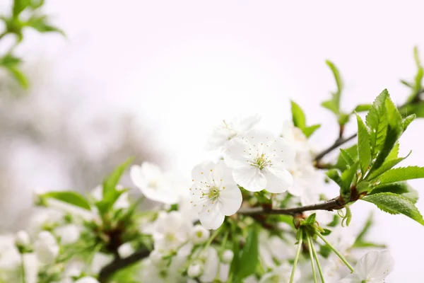 Bahar gününde güzel çiçek açması ağaç dalı — Stok fotoğraf