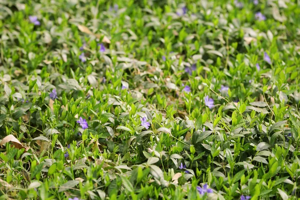 Beautiful purple flowers on spring day — Stock Photo, Image