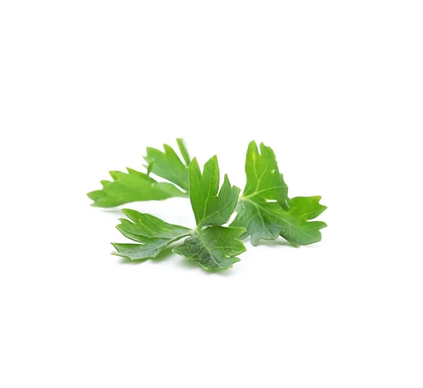 Perejil verde fresco sobre fondo blanco —  Fotos de Stock