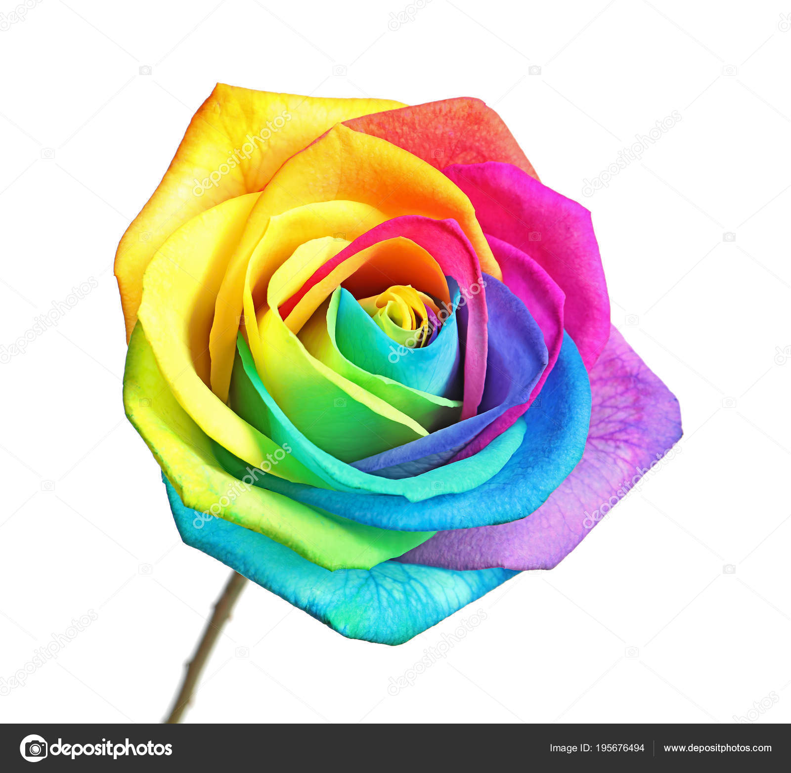 Amazing rainbow rose flower on white background Stock Photo by