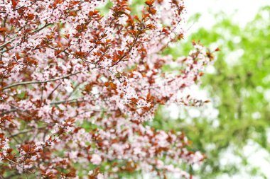 Ağaç bahar gününde güzel çiçekleri ile
