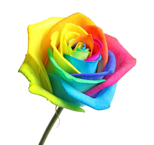 Niesamowite rainbow rose kwiat na białym tle — Zdjęcie stockowe
